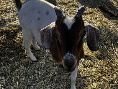 Nigerian Dwarf Wether