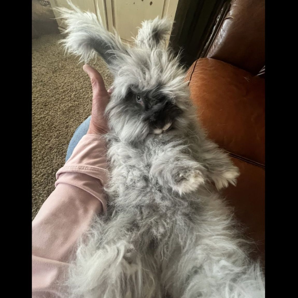 English Angora Bunny Blue Eye Proven Pedigreed Buck