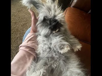 English Angora Bunny Blue Eye Proven Pedigreed Buck