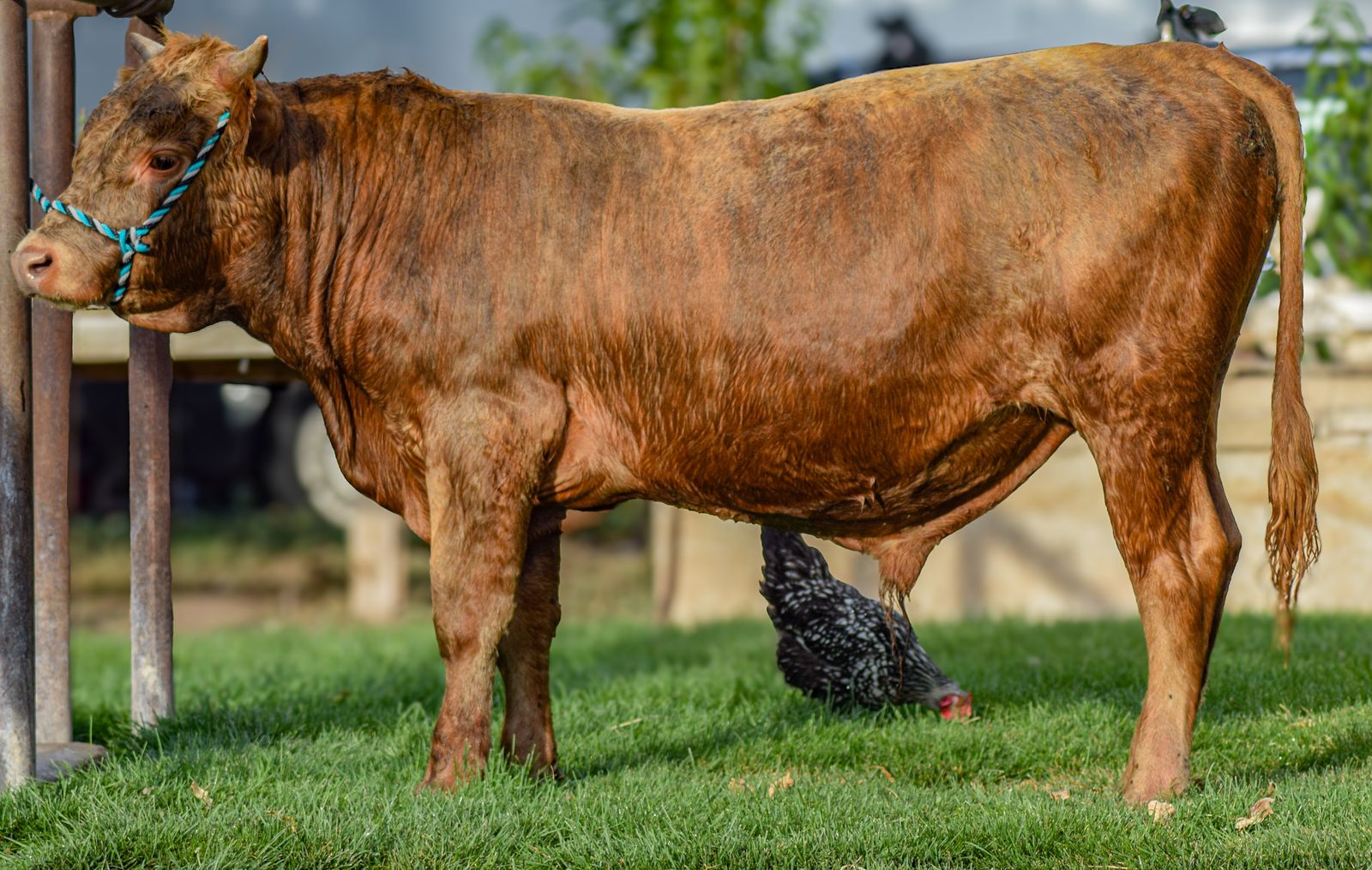 11 month old Highlander/jersey bull