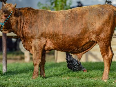 11 month old Highlander/jersey bull