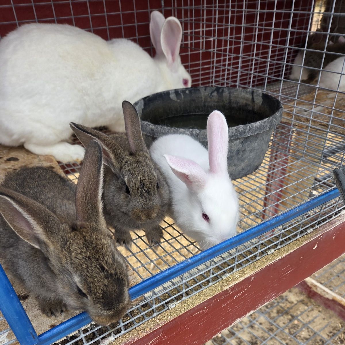 Flemish Giant Rabbits