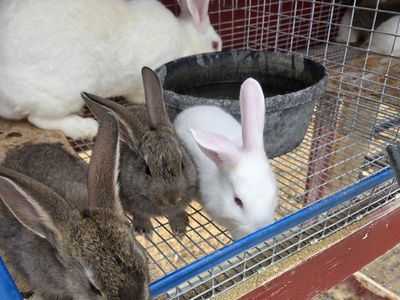 Flemish Giant Rabbits