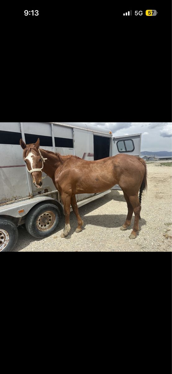 AQHA Registered Quarter Horse Gelding - Zoomin Thru Fire