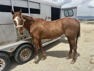 AQHA Registered Quarter Horse Gelding - Zoomin Thru Fire