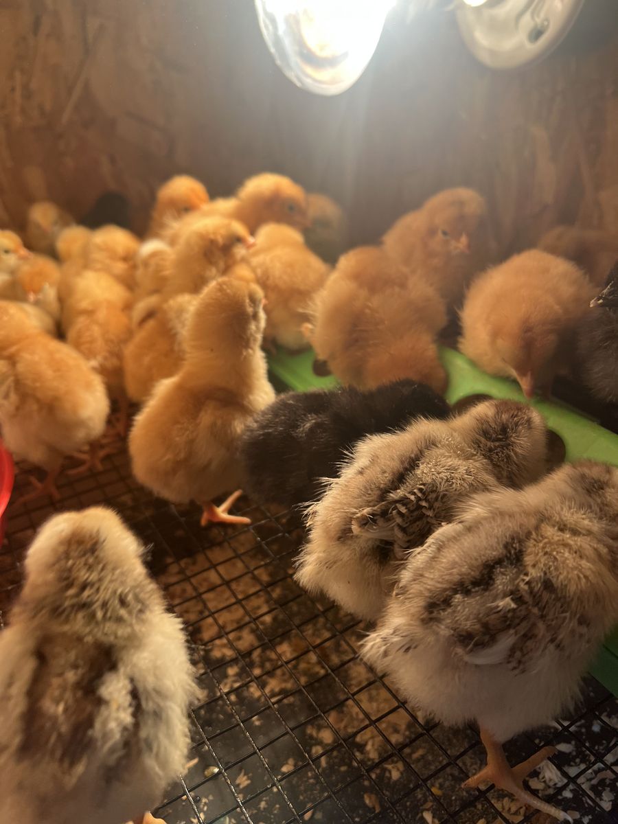 Baby Chicks Rhode Island Red