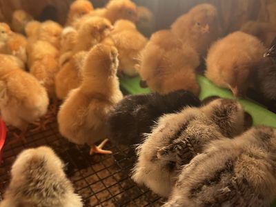 Baby Chicks Rhode Island Red
