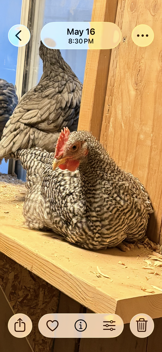 Healthy, Young Bardrock Rooster.