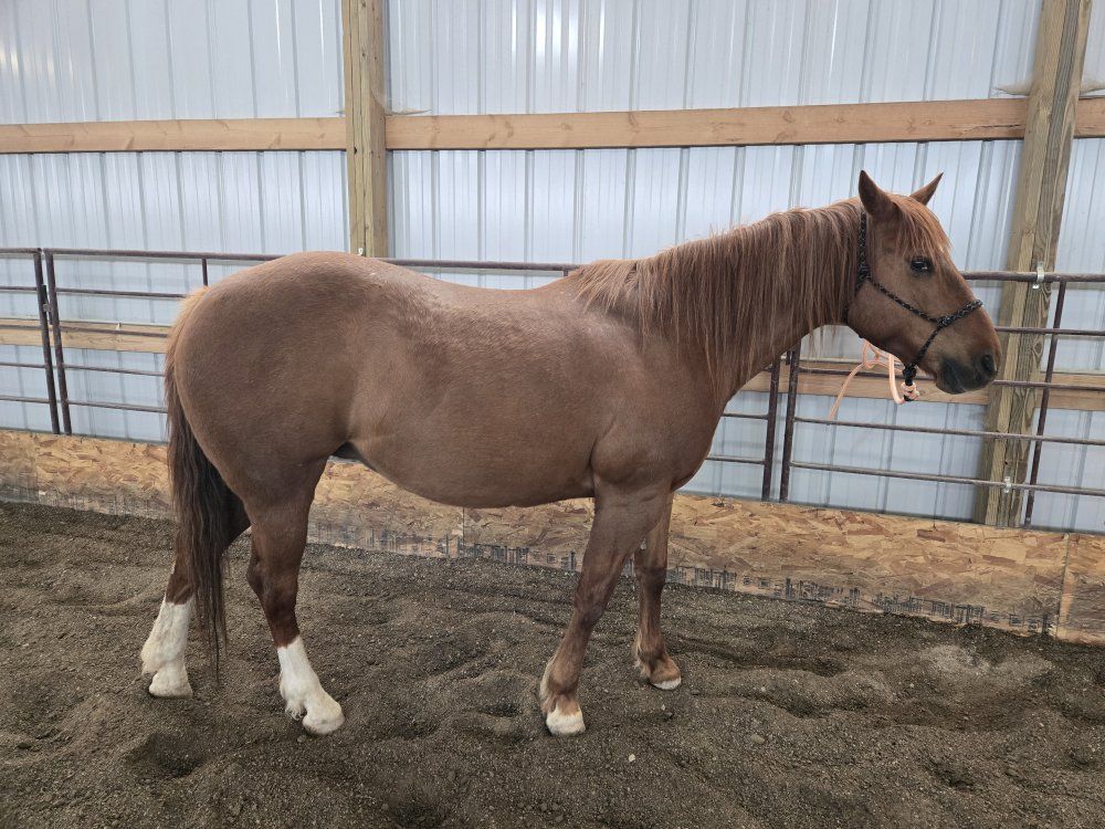 Talented small mare