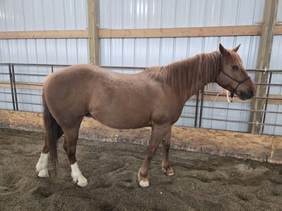 Talented small mare
