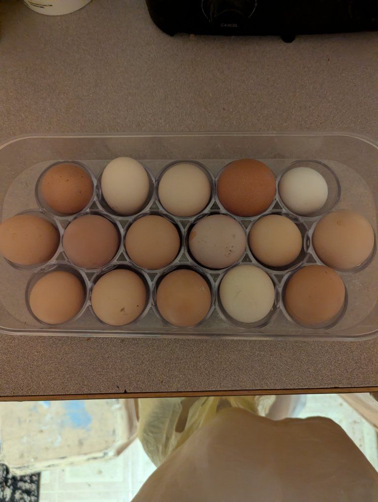 Farm Fresh Eggs For Sale