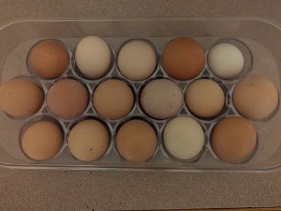 Farm Fresh Eggs For Sale