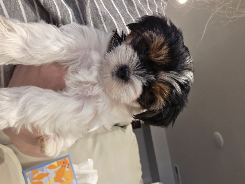 AKC Parti Yorkies - 1 male 1 female