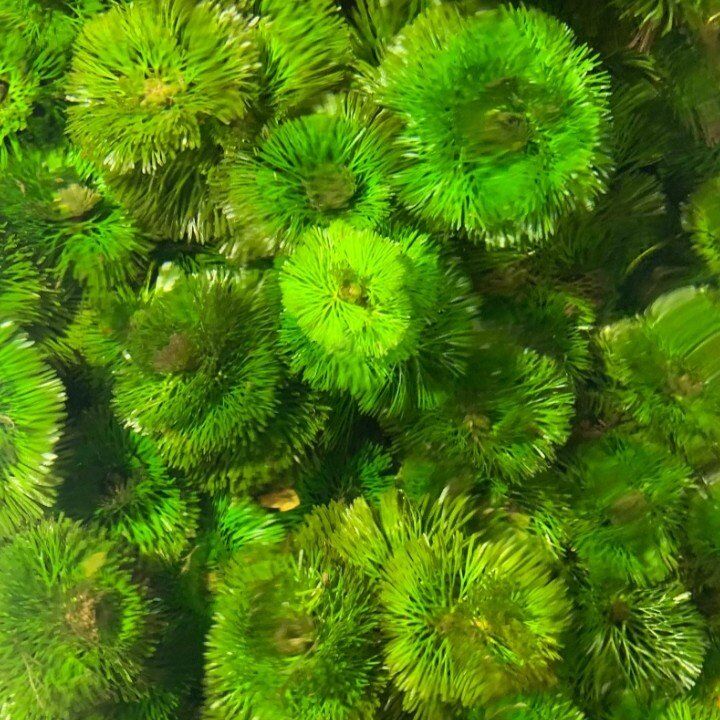 Aquarium plant Cabomba