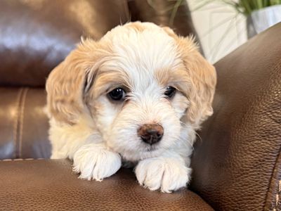 Goldendoodles - mini & toy, potty trained