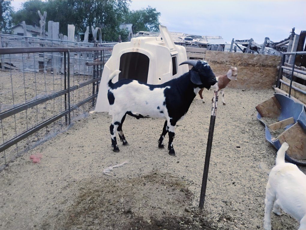 Boer Goat, Black and White, Young, Healthy, Livestock