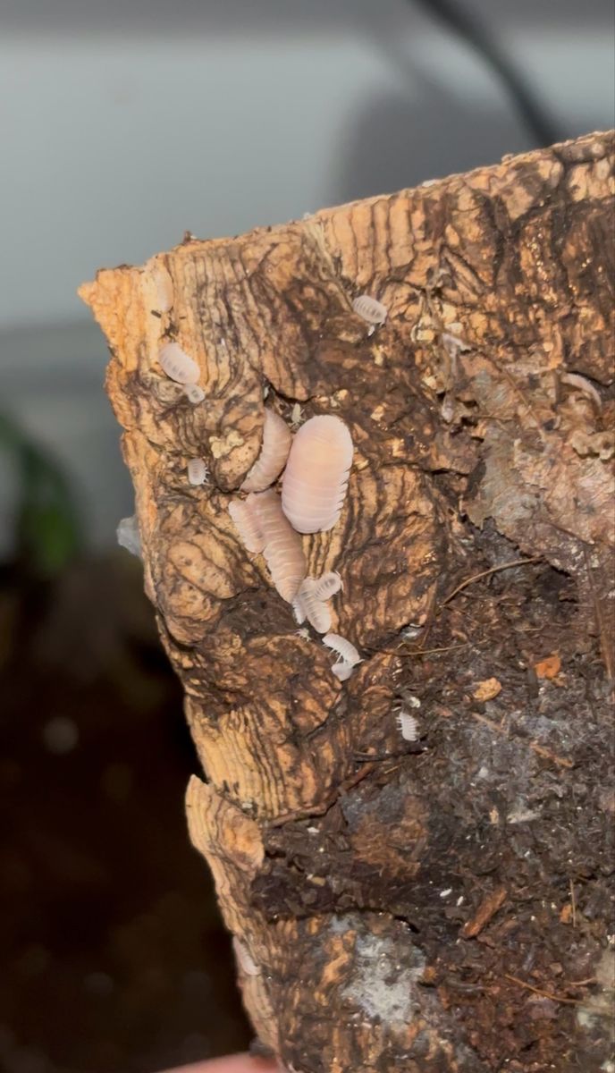 Papaya isopods