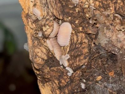 Papaya isopods