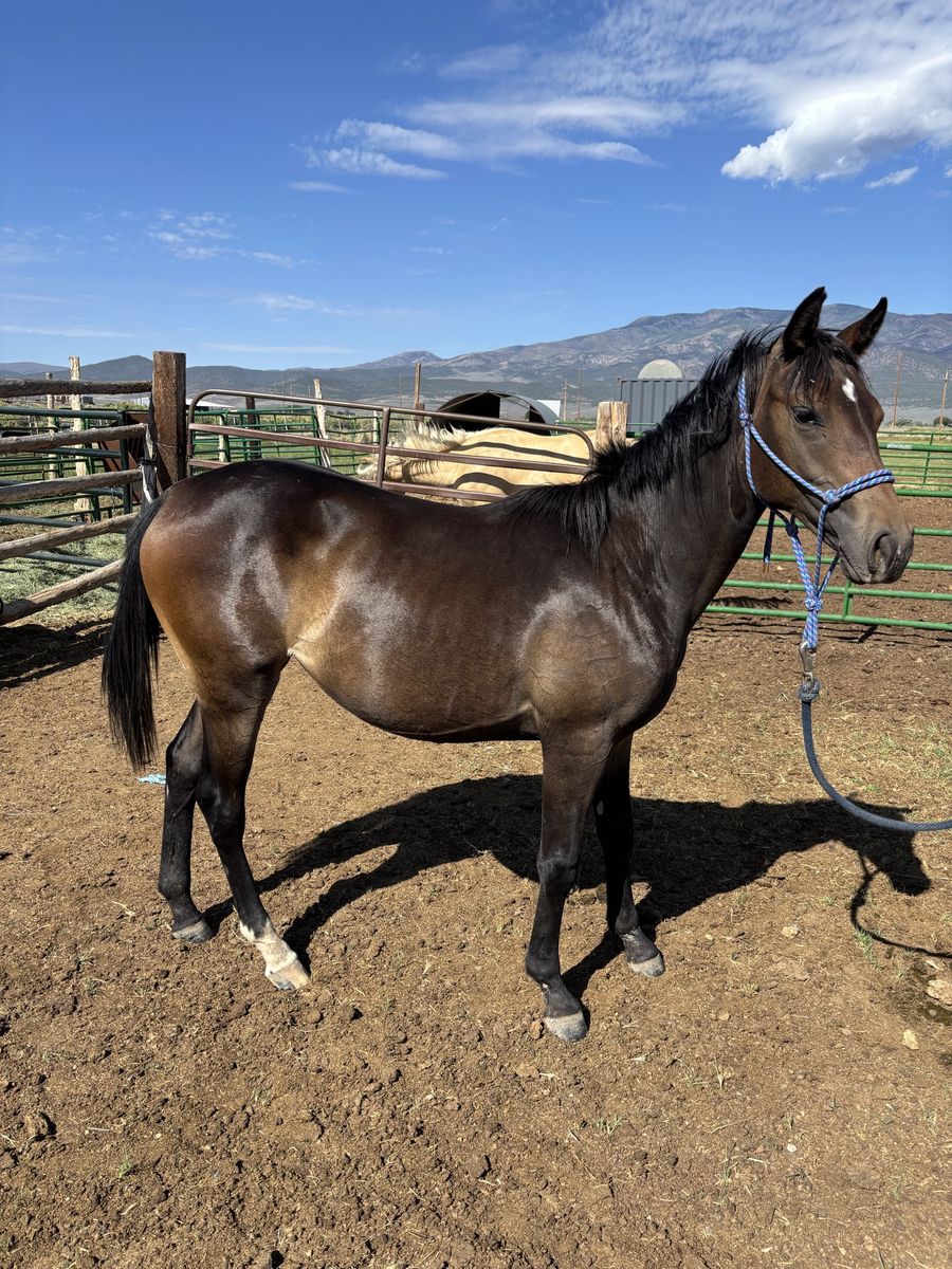 Yearling Bay Filly