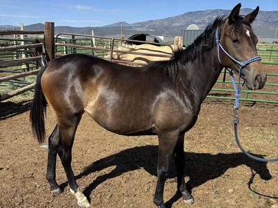 Yearling Bay Filly