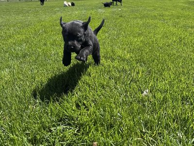 9 week old Lab puppies 1 males and 2 females.