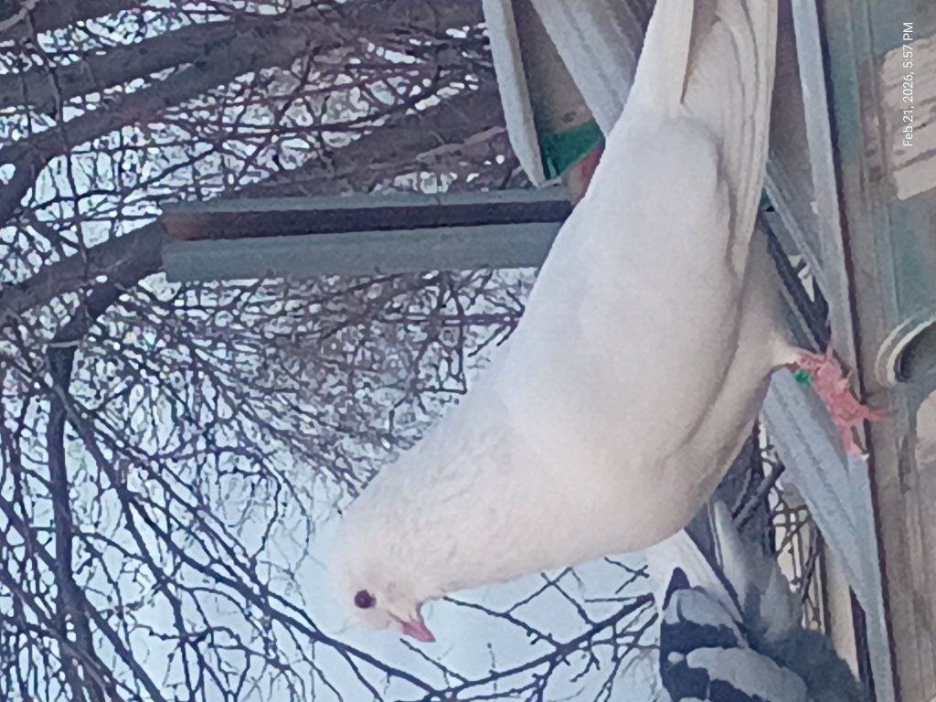 Pigeons for sale $20 obo