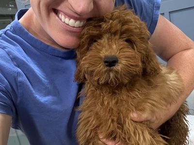 4 month old Goldendoodle- Crate trained!