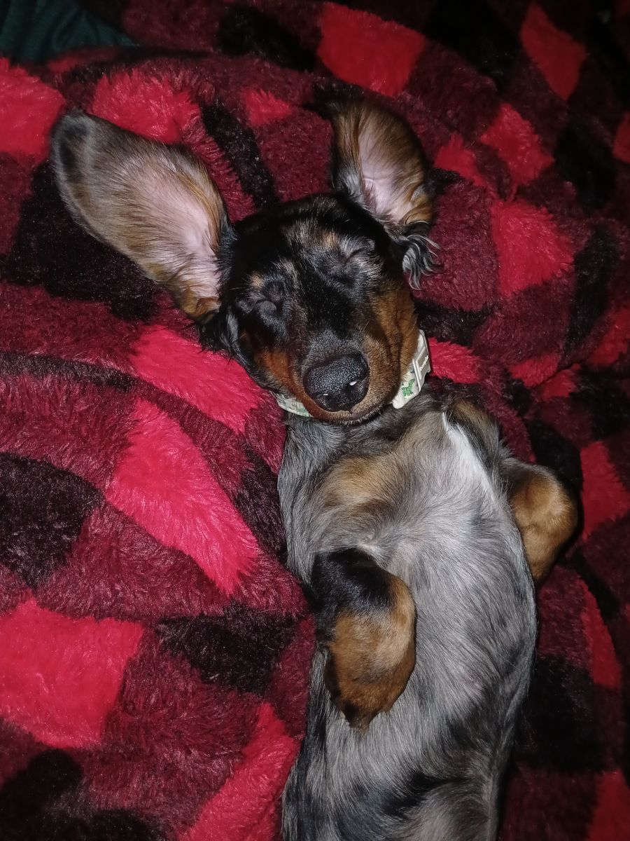 Rex