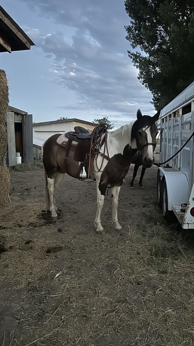7yo gelding