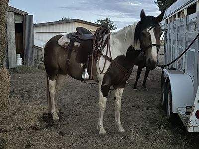 7yo gelding