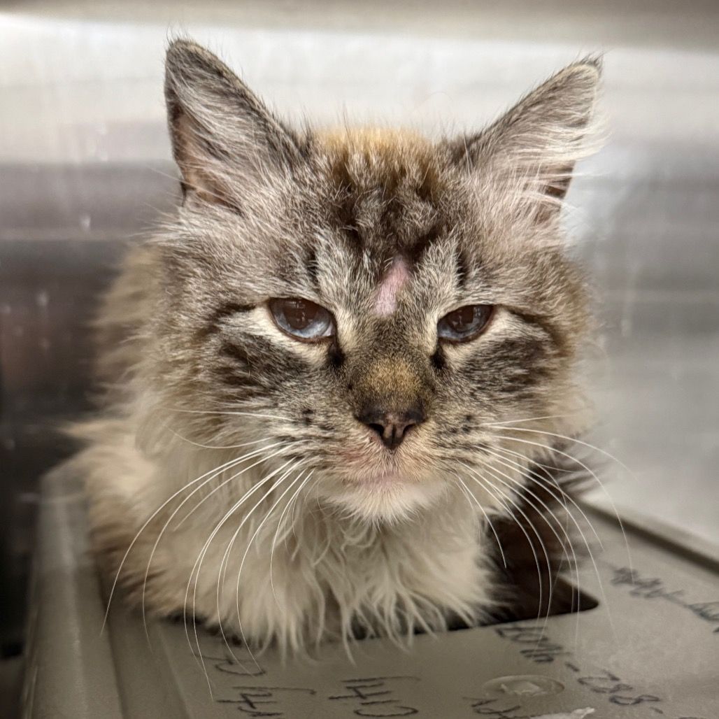 Hello my name is Tallulah