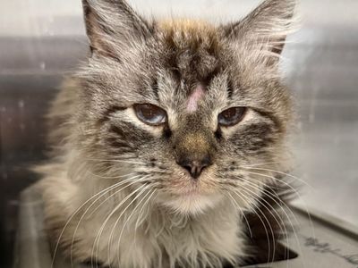 Hello my name is Tallulah