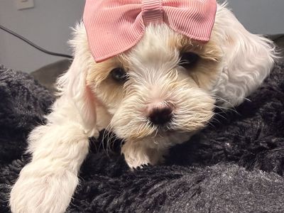 Mini Golden Cavapoo Puppies