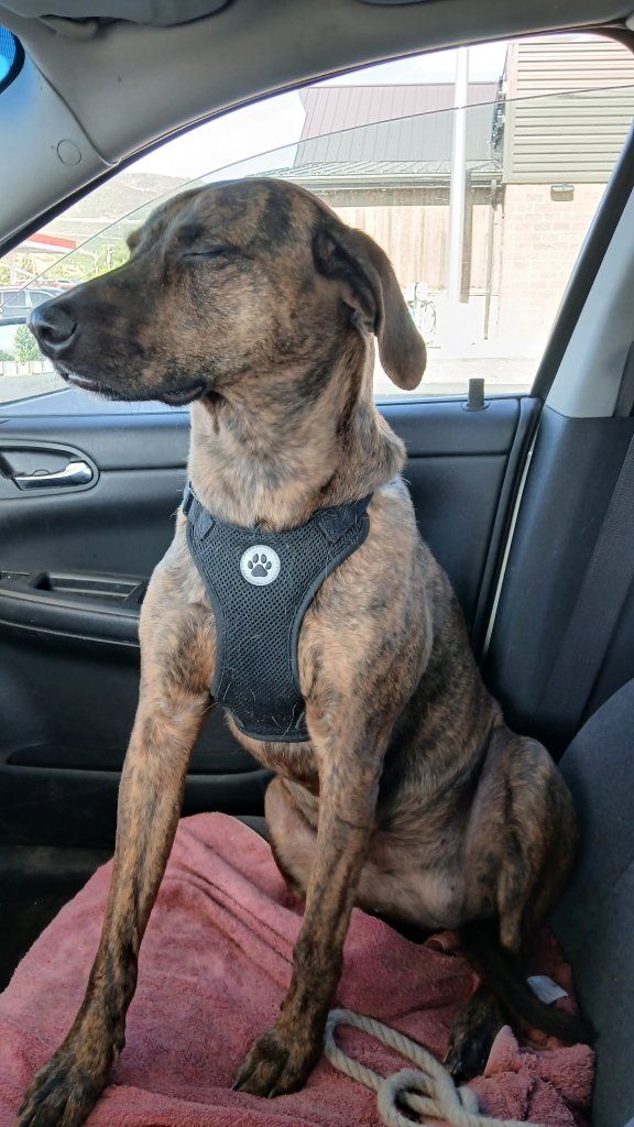 Border Collie/Plot Hound