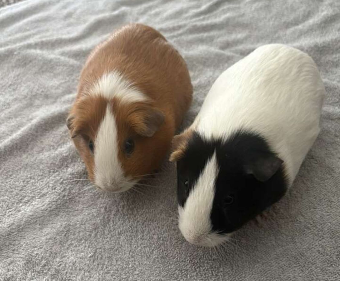 Two female bonded guinea pigs (free)