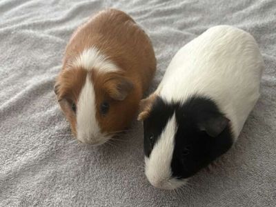 Two female bonded guinea pigs (free)
