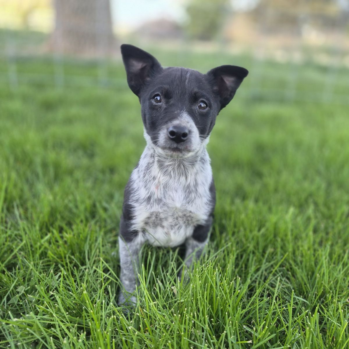 ***Early Training!!!!*** Male Blue Heeler/Decker