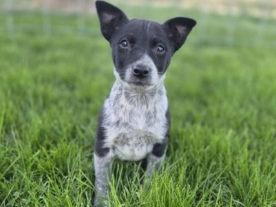 ***Early Training!!!!*** Male Blue Heeler/Decker
