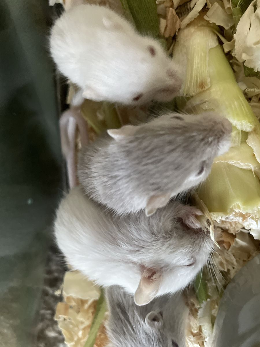 Baby Gerbils / Small Pet Rodents