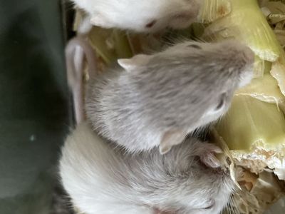 Baby Gerbils / Small Pet Rodents