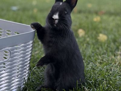 Super Sweet Black Vienna Marked Netherland Dwarf Baby Bunny Rabbit