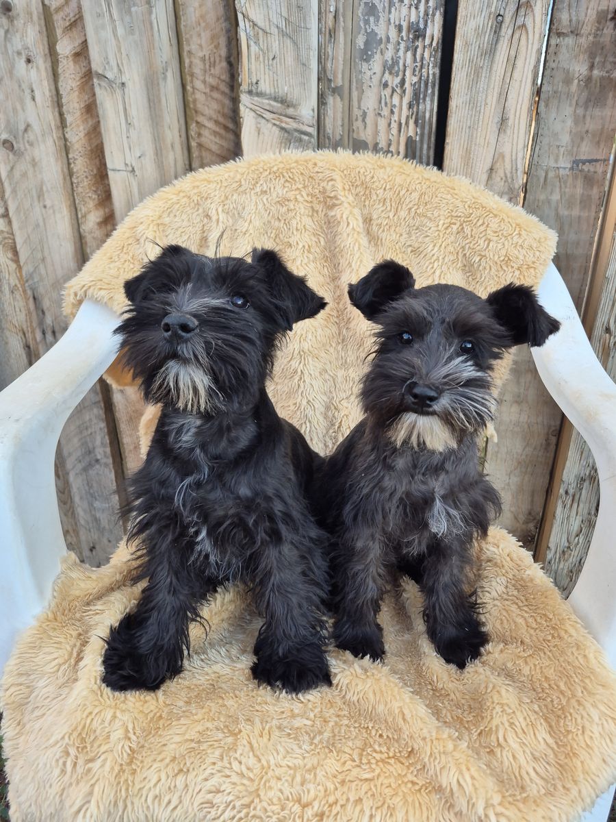 Adorable Miniature Schnauzer Puppies