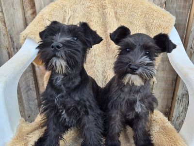 Adorable Miniature Schnauzer Puppies