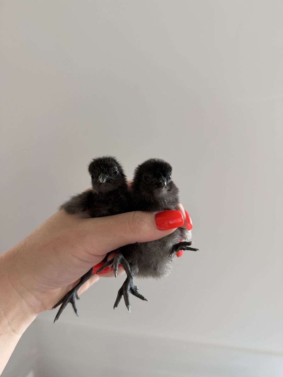 Ayam Cemani Chicks
