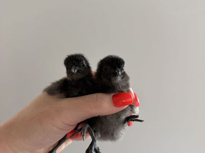Ayam Cemani Chicks