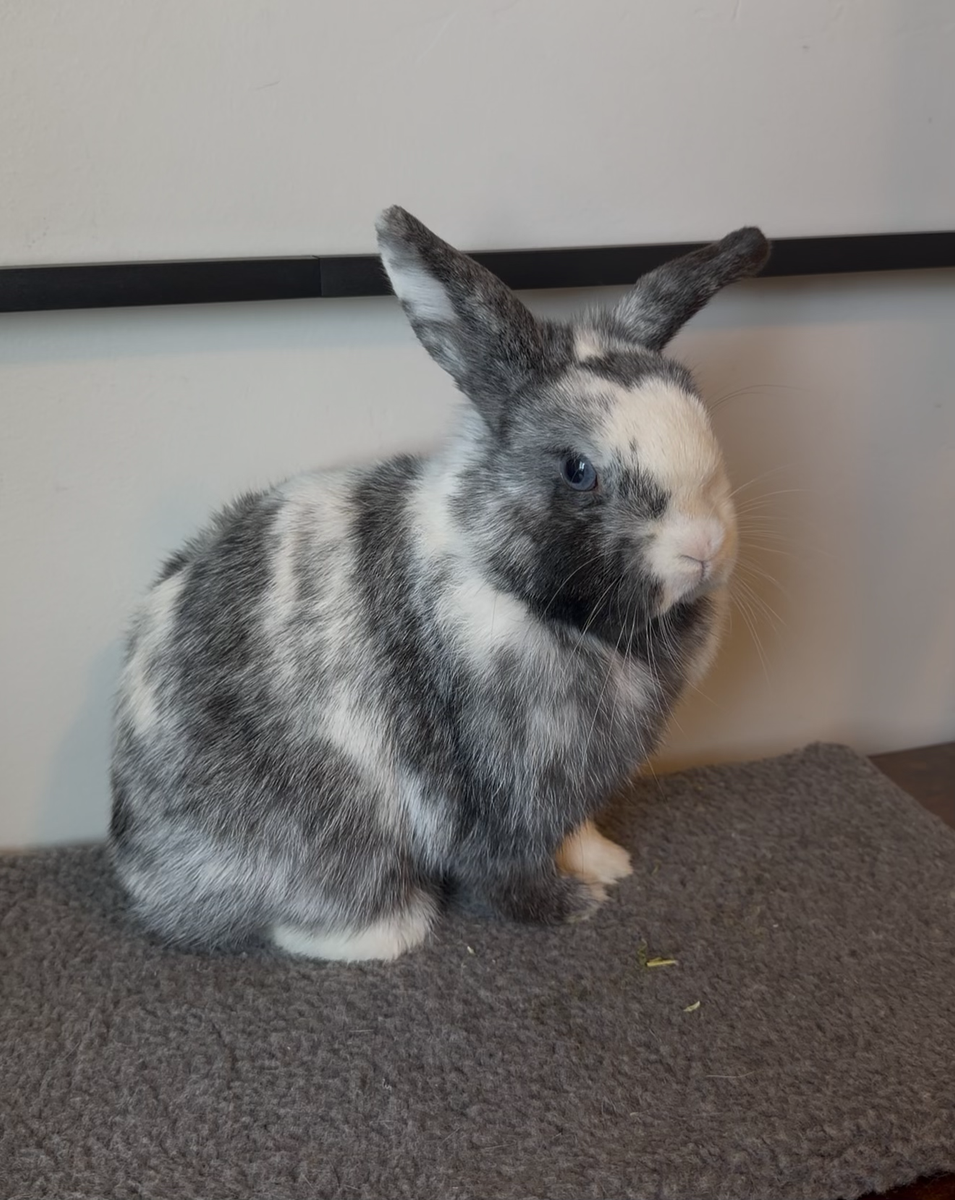 Holland Lop Doe