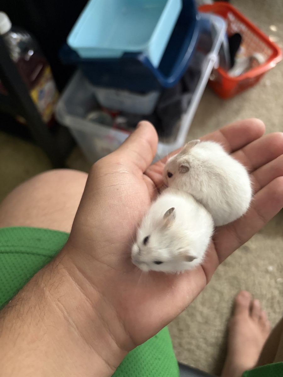 Purebred, Hand-raised, Social Campbell dwarf hamsters
