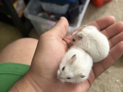Purebred, Hand-raised, Social Campbell dwarf hamsters