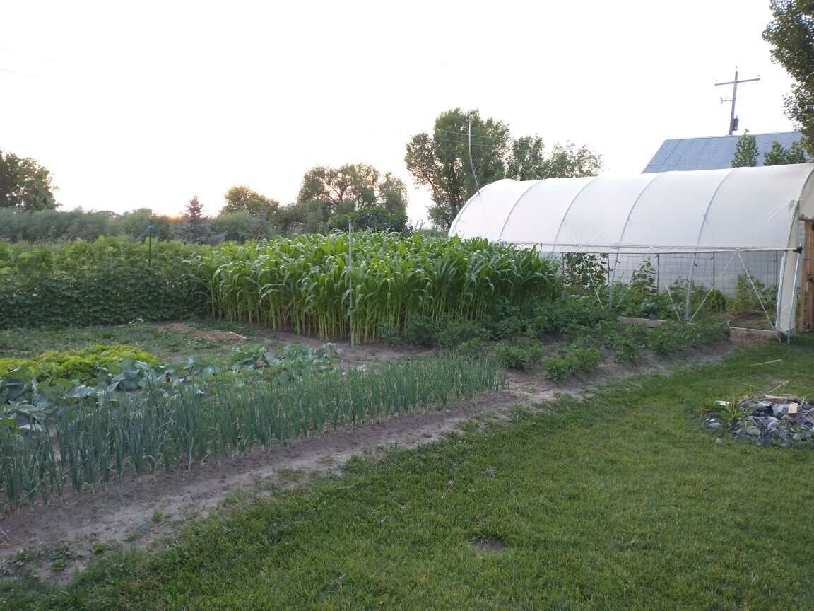 Greenhouse/hoophouse