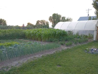 Greenhouse/hoophouse